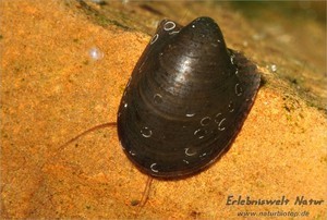 НЕРИПТЕРОН, БЭТМЕН (NERIPTERON TAHITENSIS)