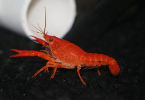 Red Neon Crayfish