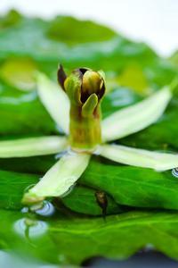 Барклайя длиннолистная (Barclaya longifolia green)