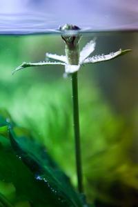 Barclaya longifolia