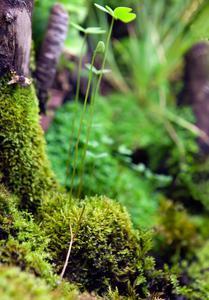 Марсилия городчатая (лат. Marsilea crenata)надводная форма