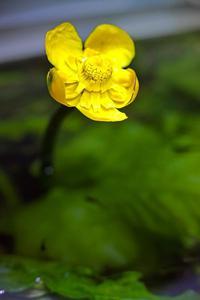 Кубышка японская (Nuphar japonicum)