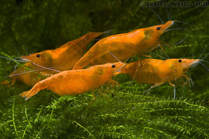 Orange Fire Shrimp