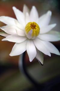 Nymphaea lotus red