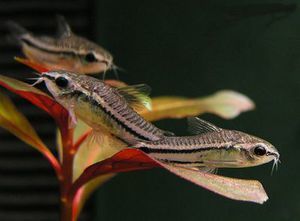 Сомик Пигмей - Corydoras pygmaeus