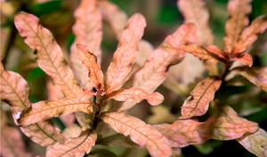 Людвигия инклината (Ludwigia inclinata)