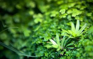 Гетерантера остролистная (Heteranthera zosterifolia)