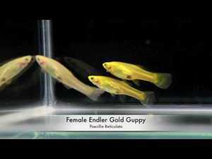 Endlers Gold female