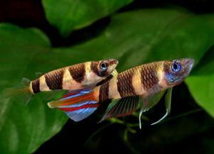 ФАКЕЛЬНЫЙ ЭПИПЛАТИС ( PSEUDEPIPLATYS ANNULATUS )