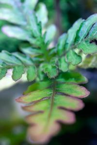 Hygrophila pinnatifida