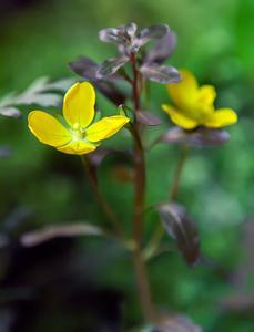 Людвигия инклината (Ludwigia inclinata)