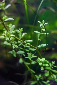 Бакопа Монье (Bacopa monnieri)