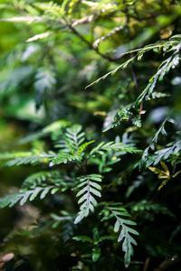 Hygrophila pinnatifida