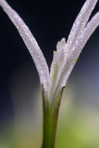 Бликса японская (Blyxa japonica)