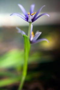 Heteranthera zosterifolia