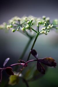 Sium floridanum