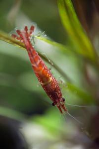 Neocaridina Heteropoda