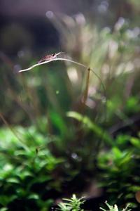 Cryptocoryne crispatula var. tonkinensis