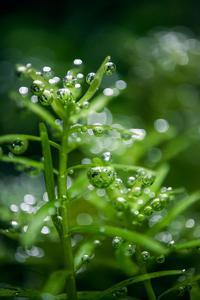 Rotala rotundifolia green