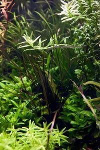 Cryptocoryne crispatula var. tonkinensis  & Rotala rotundifolia sp green