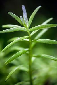 Rotala rotundifolia green