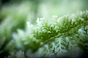 Nephrolepis exaltata 'Smithii'