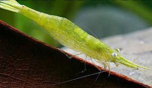 КРЕВЕТКА ЗЕЛЕНАЯ РАКЕТА CARIDINA HODGARTI (GREEN ROCKET SHRIMP)