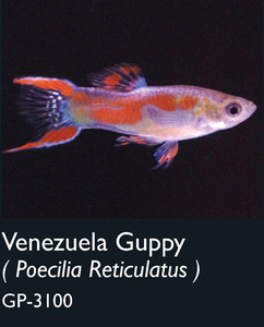 VENEZUELA GUPPY