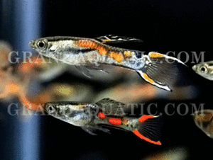 GUPPY-ENDLER HALF BLACK