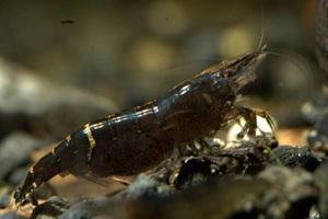 КРЕВЕТКА  BLACK & BLUE  ( CARIDINA BABAULTI SP. MALAYA )