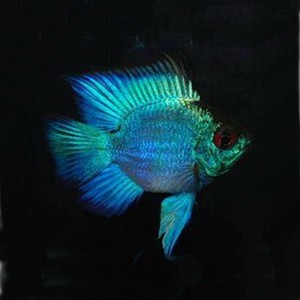 АПИСТОГРАММА РАМИРЕЗА ЭЛЕКТРИК БЛЮ БАЛЛОН (APISTOGRAMMA RAMIREZI VAR. ELECTRIC BLUE RAM)