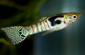 Tiger Stripe Endler's Guppy