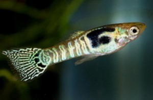 Green-Tiger-Snakeskin-Endler-Cross-Guppy