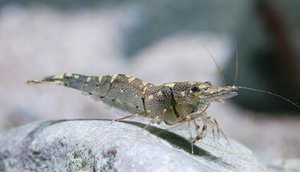 Caridina masapi