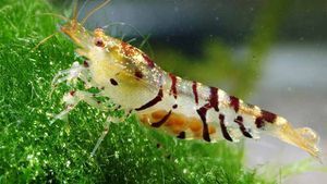 ТИГРОВАЯ КРЕВЕТКА-TIGER SHRIMP, CARIDINA CANTONENSIS SP. 