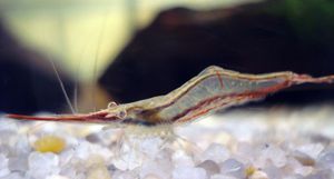 КРАСНОНОСАЯ КРЕВЕТКА-RED NOSE SHRIMP CARIDINA GRACILIROSTRIS