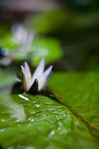 Nymphaea rudgeana