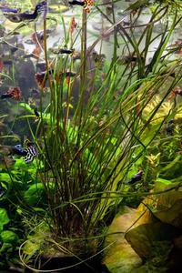 Cryptocoryne crispatula var. tonkinensis