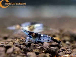 BLACK & WHITE RILI SHRIMP