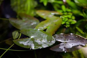 Nymphaea rubra