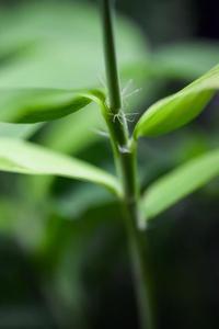 Phyllostachys nigra (бамбук)