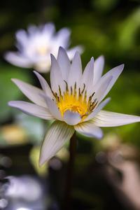 Nymphaea х daubenyana