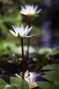 Nymphaea х daubenyana