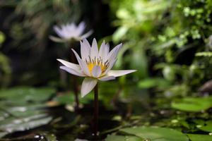 Nymphaea х daubenyana