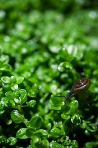 hemianthus callitrichoides cuba