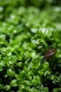 Hemianthus callitrichoides cuba