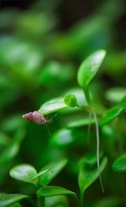 Glossostigma Elatinoides