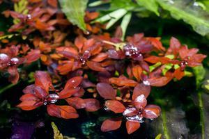 Ludwigia