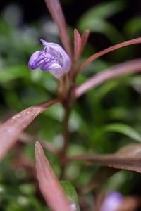 Hygrophila araguaia