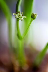 Lilaeopsis brasiliensis